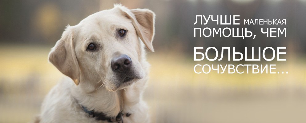 Займ Капитал помогает животным найти свой дом